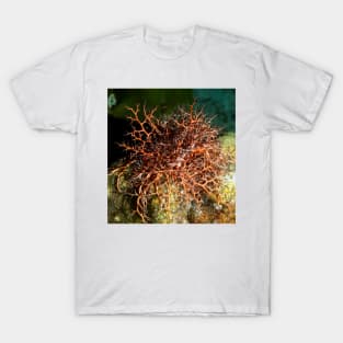 Orange Giant Basket Star T-Shirt